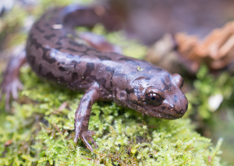 Pacific Giant Salamander