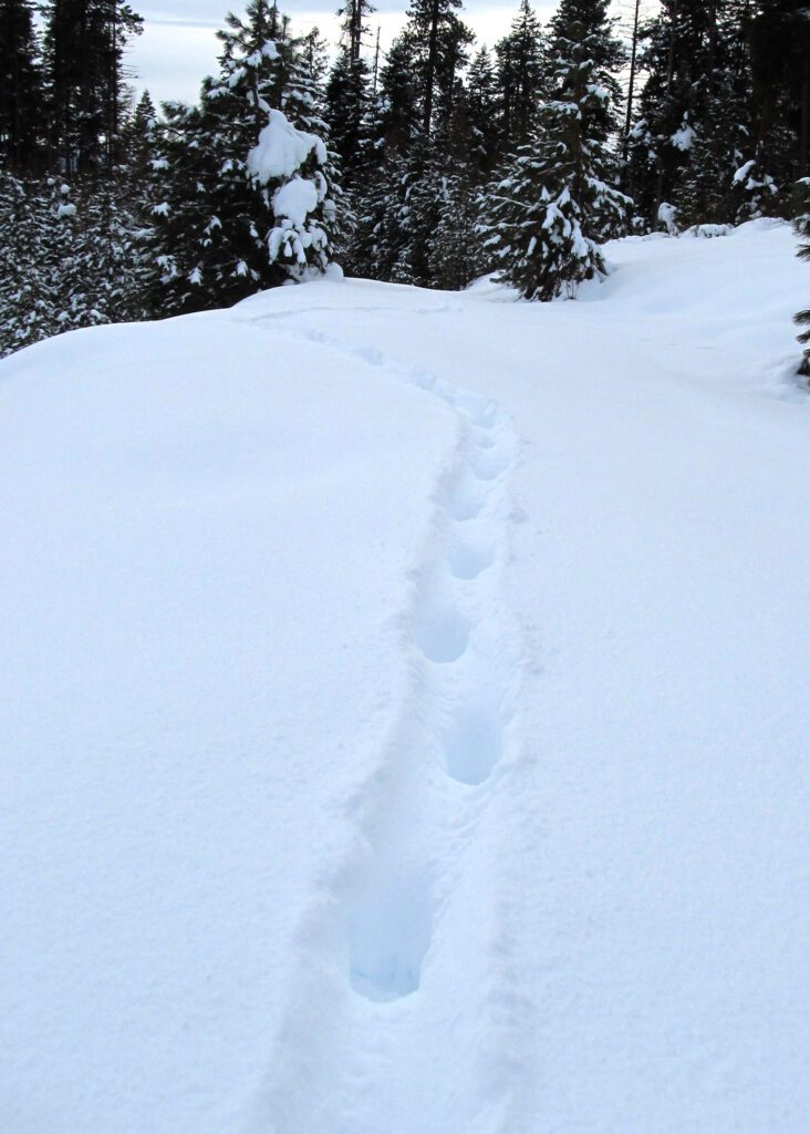 Trail of wolf tracks in Oregon. Five wolves walked this trail. Wolves often walk in each others footsteps. ODFW