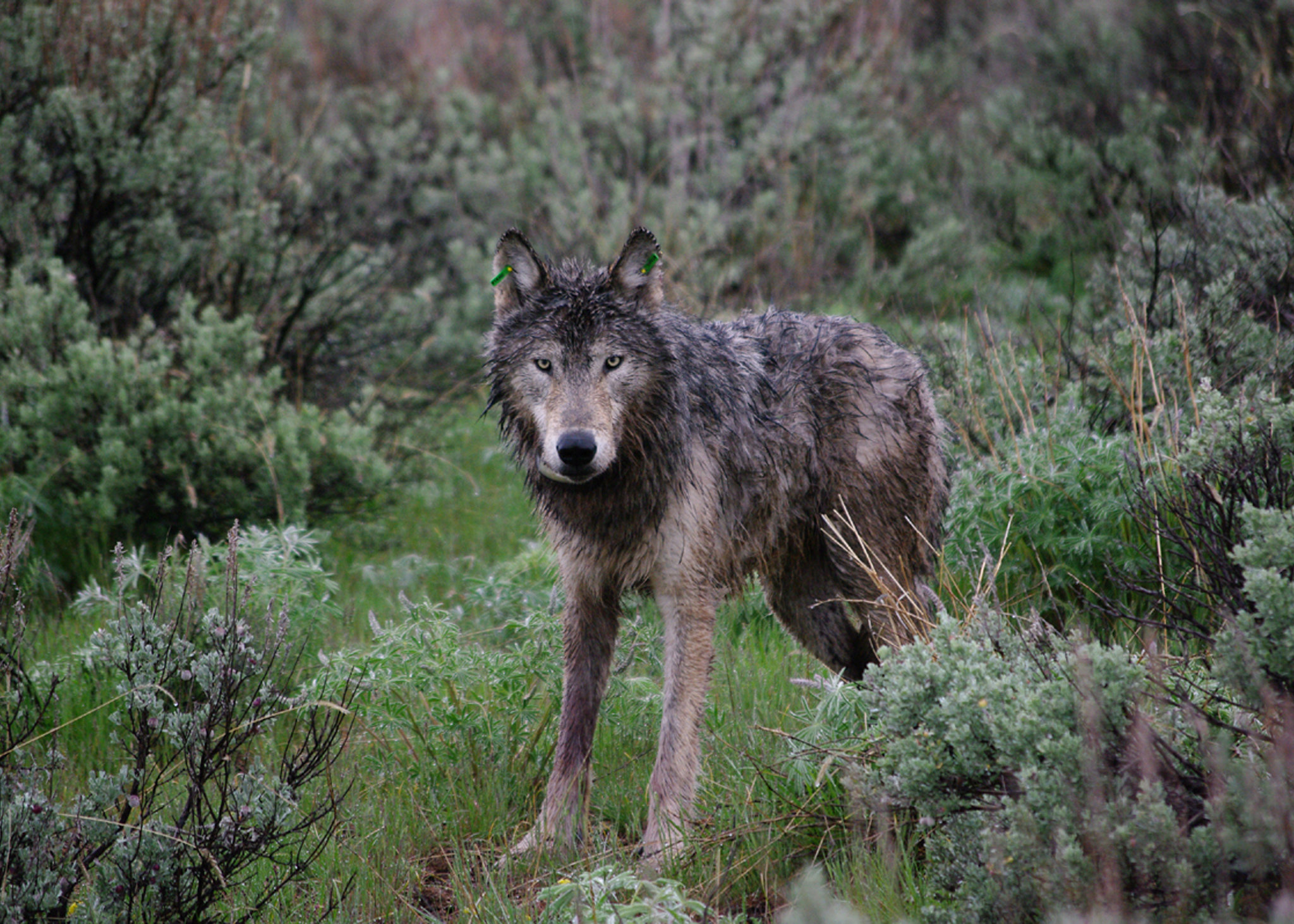 Oregon’s first radio-collared wolf just after its release, with ear tags and a radio collar. ODFW