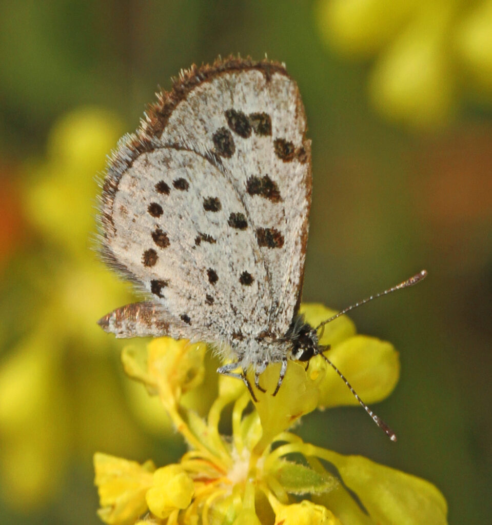 Leona’s Little Blue Butterfly