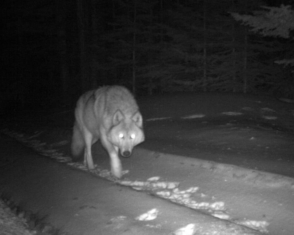 Oregon wolf at night. ODFW.