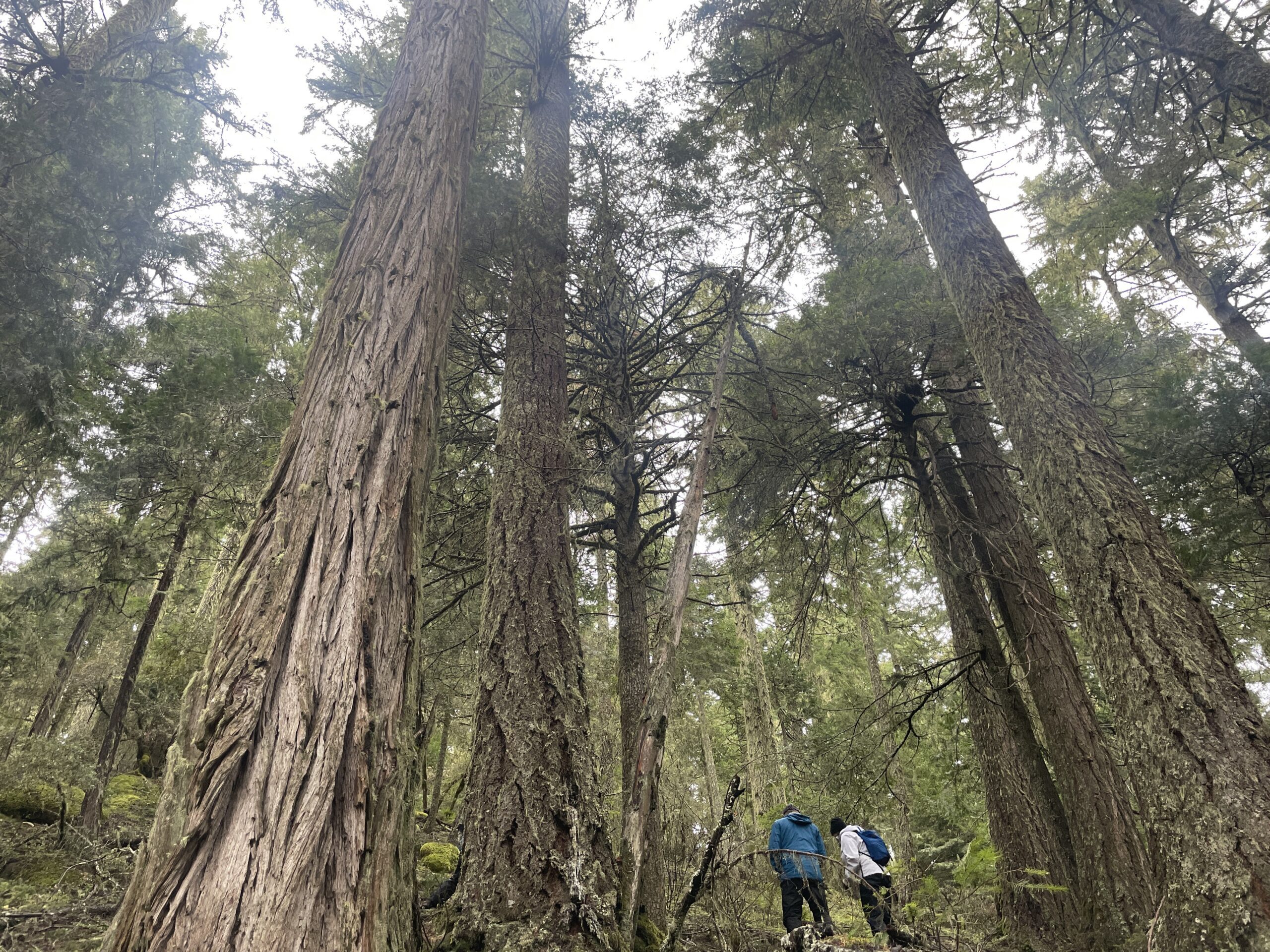 42 Divide Project south of Roseburg, Oregon