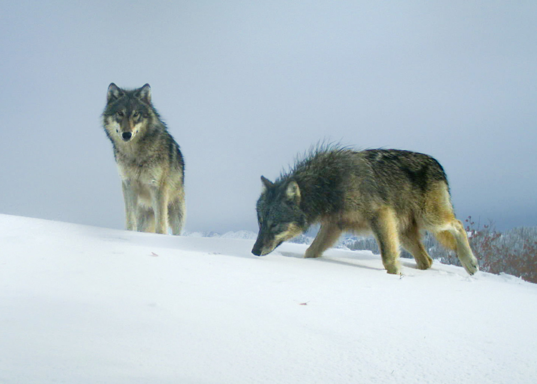 Two wolves from the Middle Fork Pack are caught on a trail camera on USFS lands in Wallowa County.