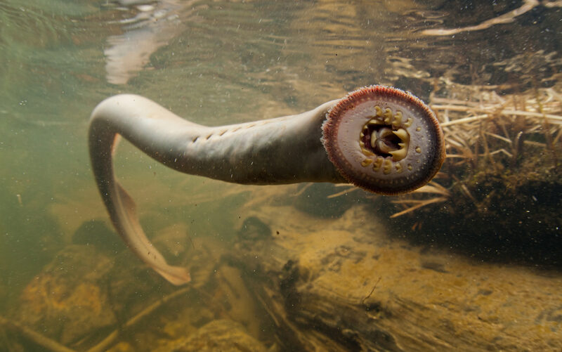 Pacific Lamprey