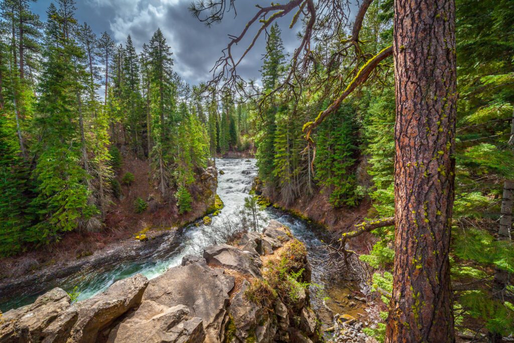 A photo of the Deschutes River surrounding by an evergreen forest