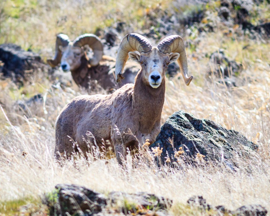 Rocky Mountain Bighorn Sheep