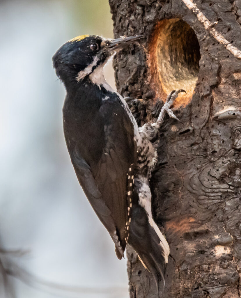 Black-backed Woodpecker