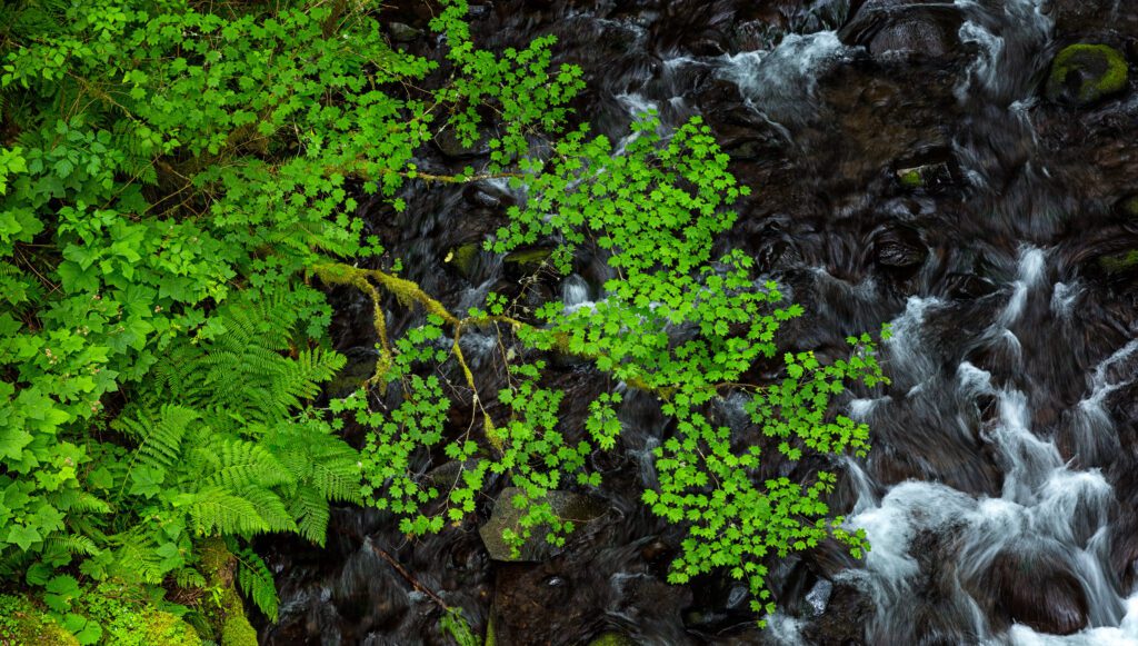 Bridal Veil Creek by Daniel Rappaport