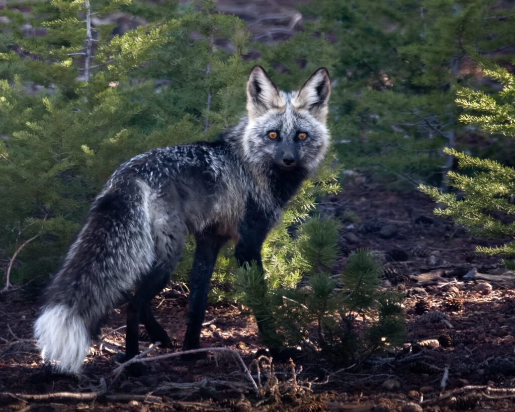 “We’ll Be Back” Vows Wildlife Funding Coalition