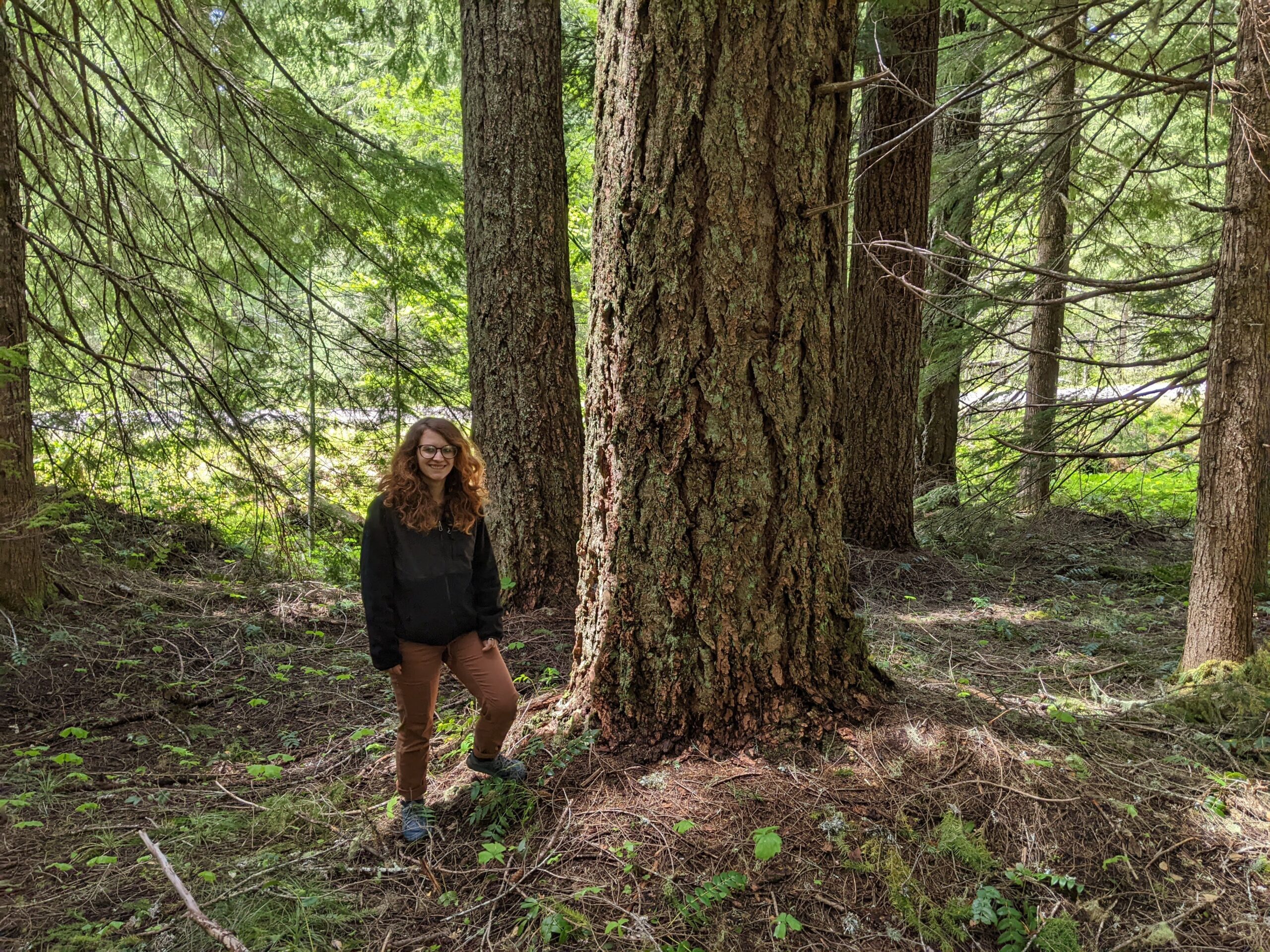 Flat Country Timber Sale in Oregon