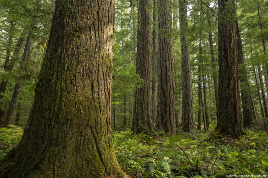 Oregon Wild Statement on USDA Secretarial Memo: Looting 60% of America’s National Forests for Corporate Profit