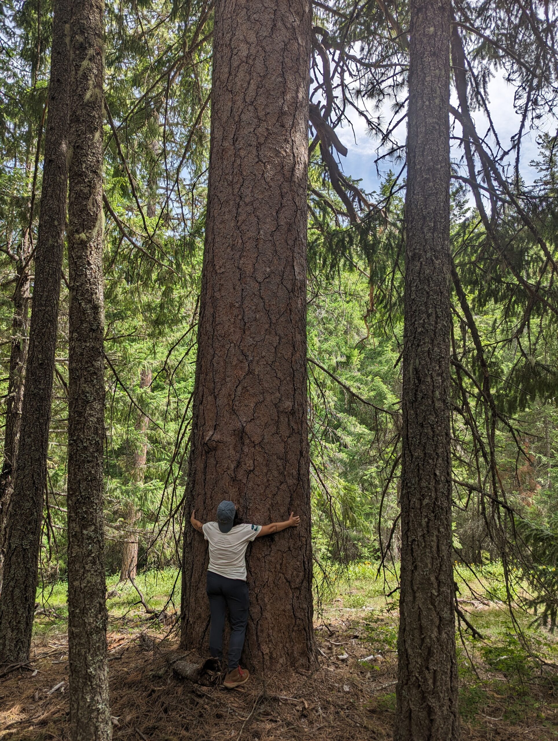 Grasshopper Project in Mount Hood