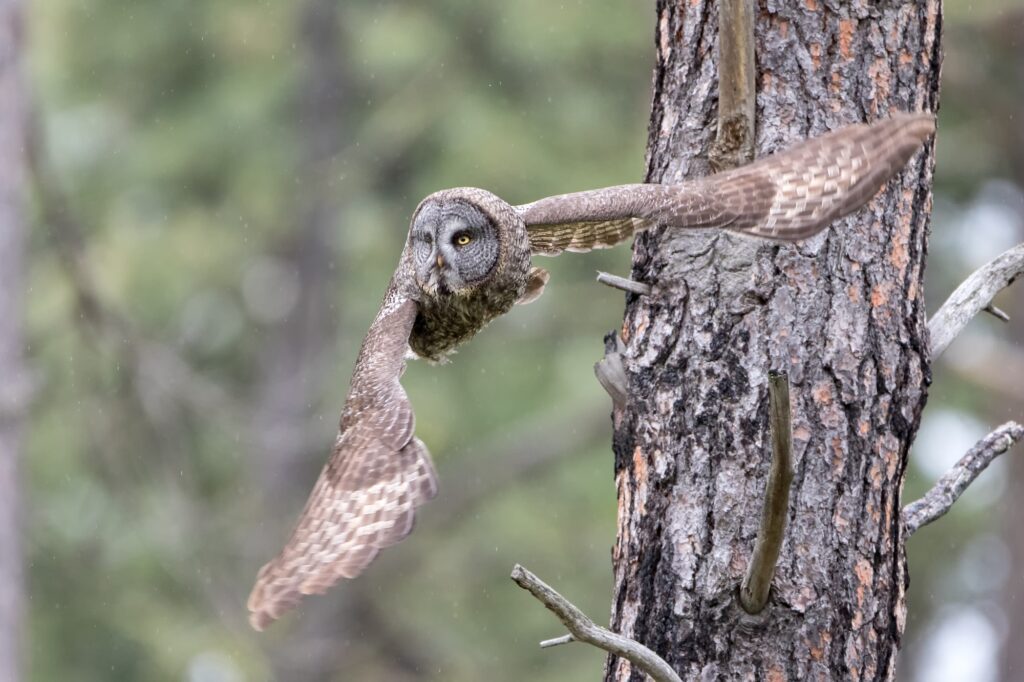 Great Gray Owl