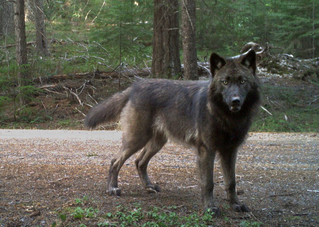 A Deeper Dive into the 2024 Wolf Report