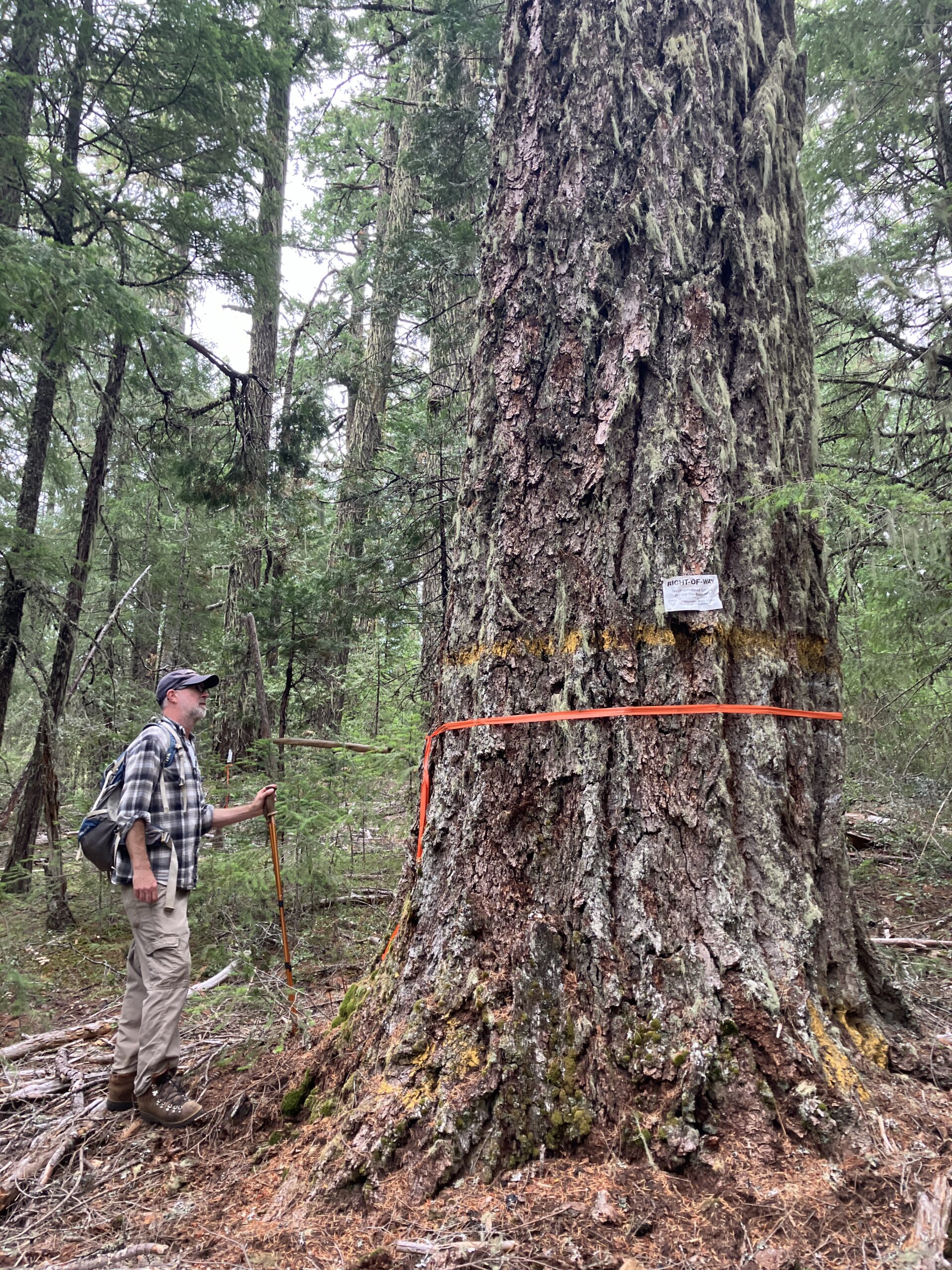 A man stands next to a huge Douglas fir tree. It is marked with red ribbon and a sign that indicates it will be logged.