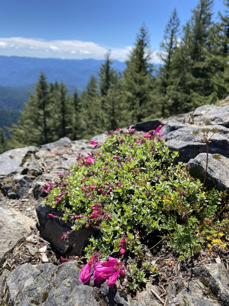 Penstemon on the summit of Mount June