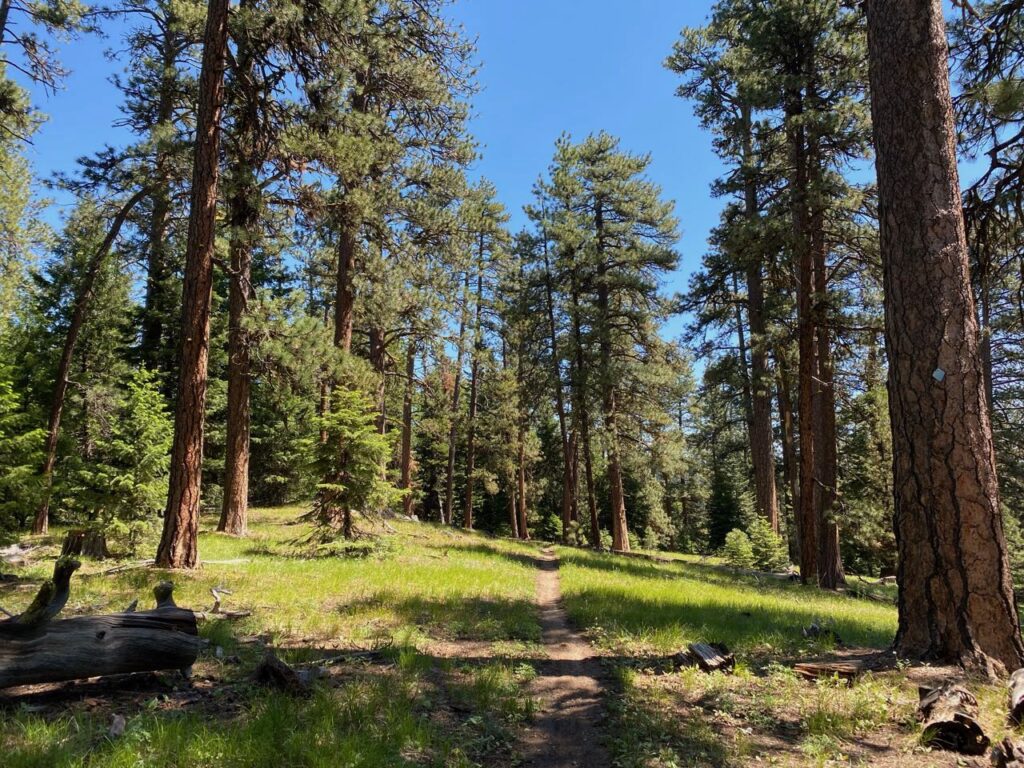 Pine forest on Lookout Mountain by Marina Richie