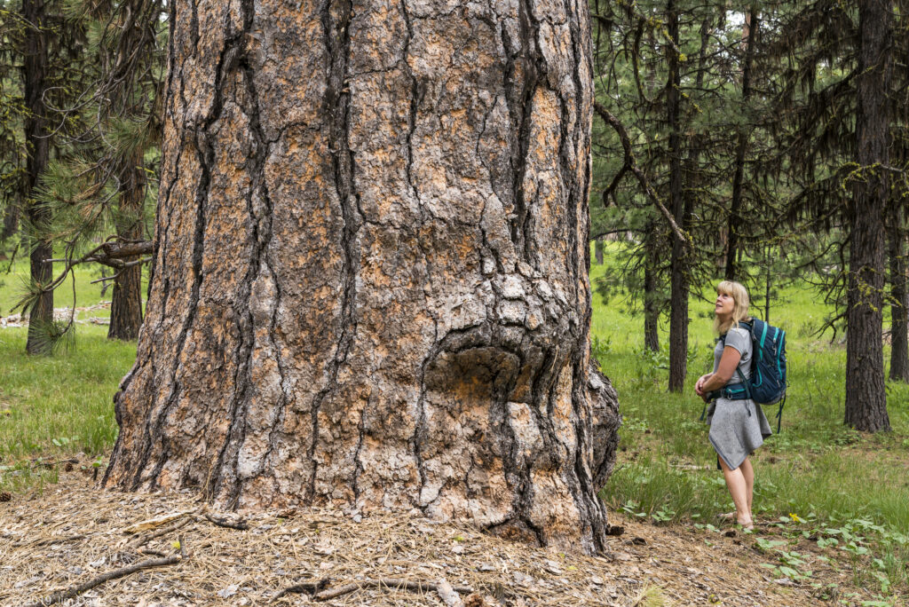 A hiker marvels at a large, old-growth ponderosa pine tree in the Lookout Mountain Roadless Area.