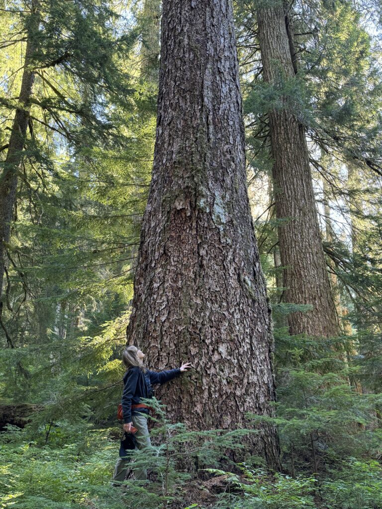 Crabtree Valley: Protecting Ancient Forests Never Gets Old