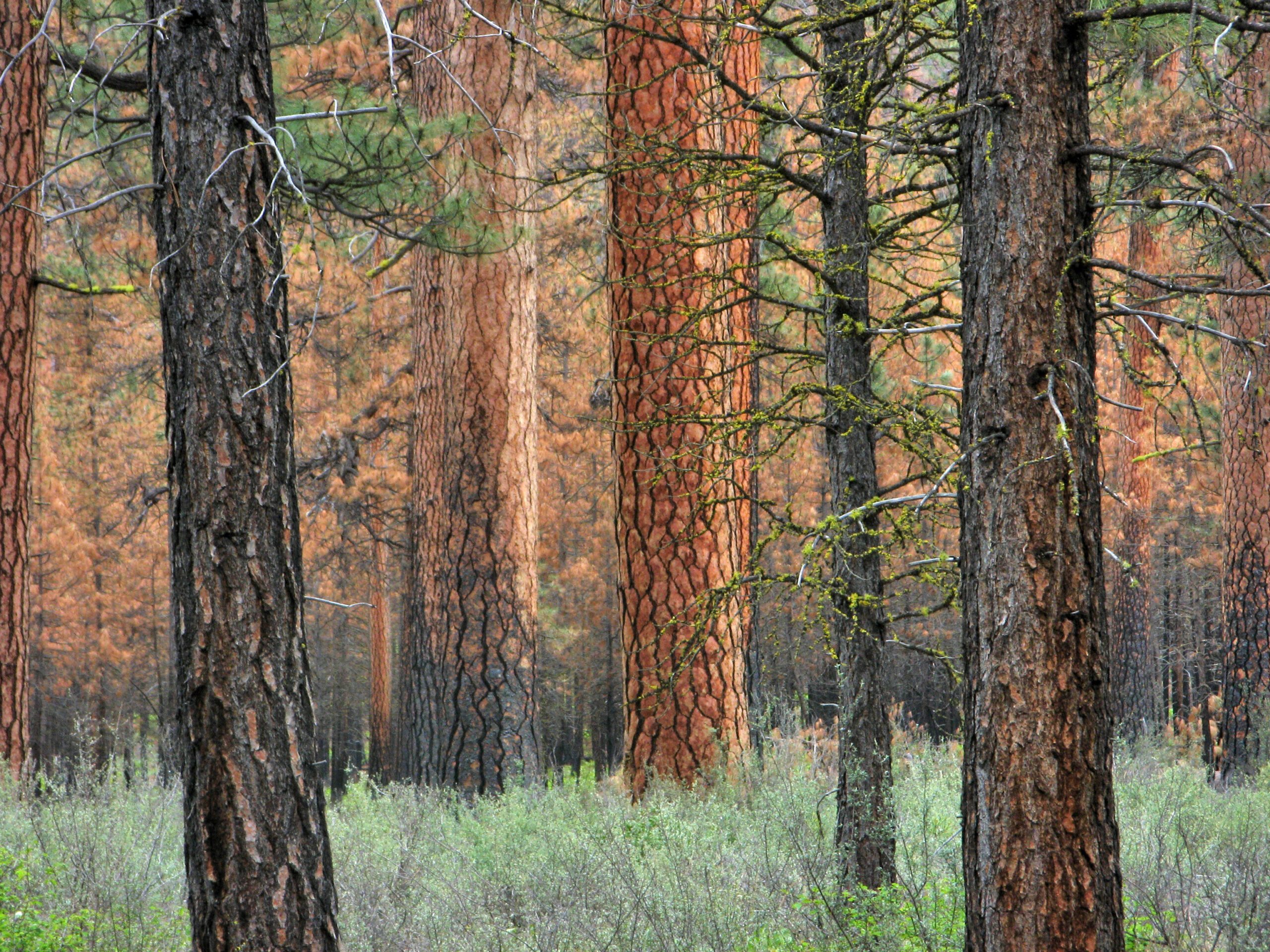 Large orange ponderosa pine trees grown from bright green grass by Brizz Meddings