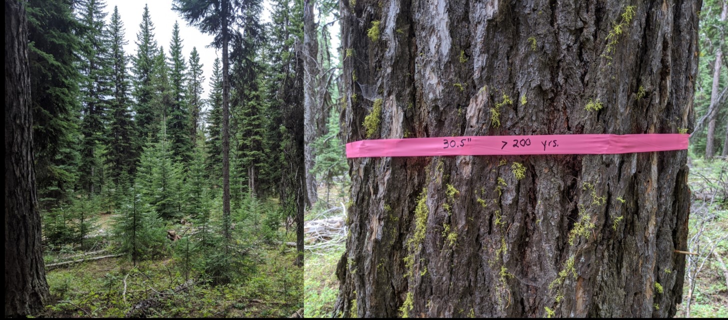 Logging in the Morgan Nesbit Project