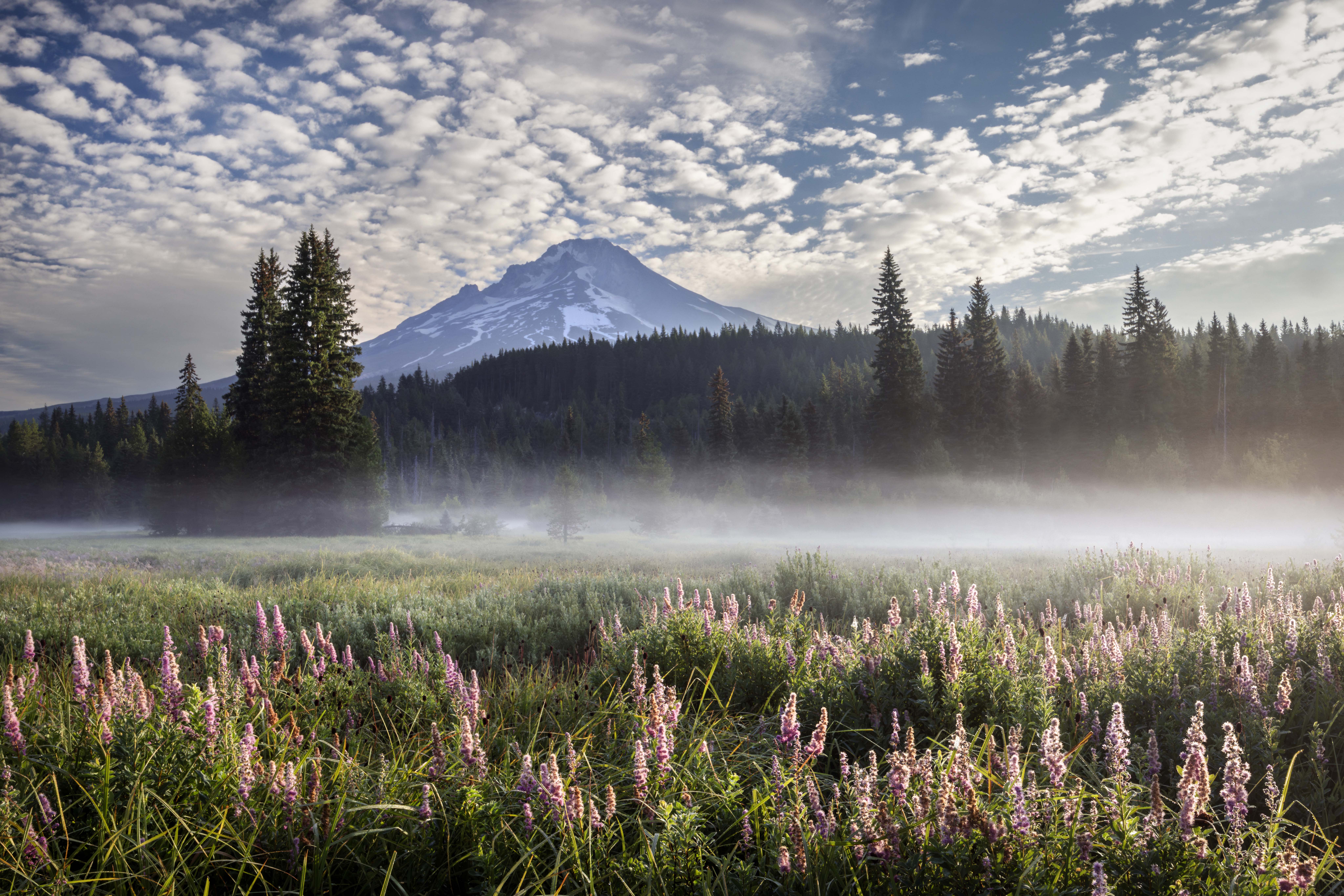 Mt.Hood Meadow by Gary Grossman
