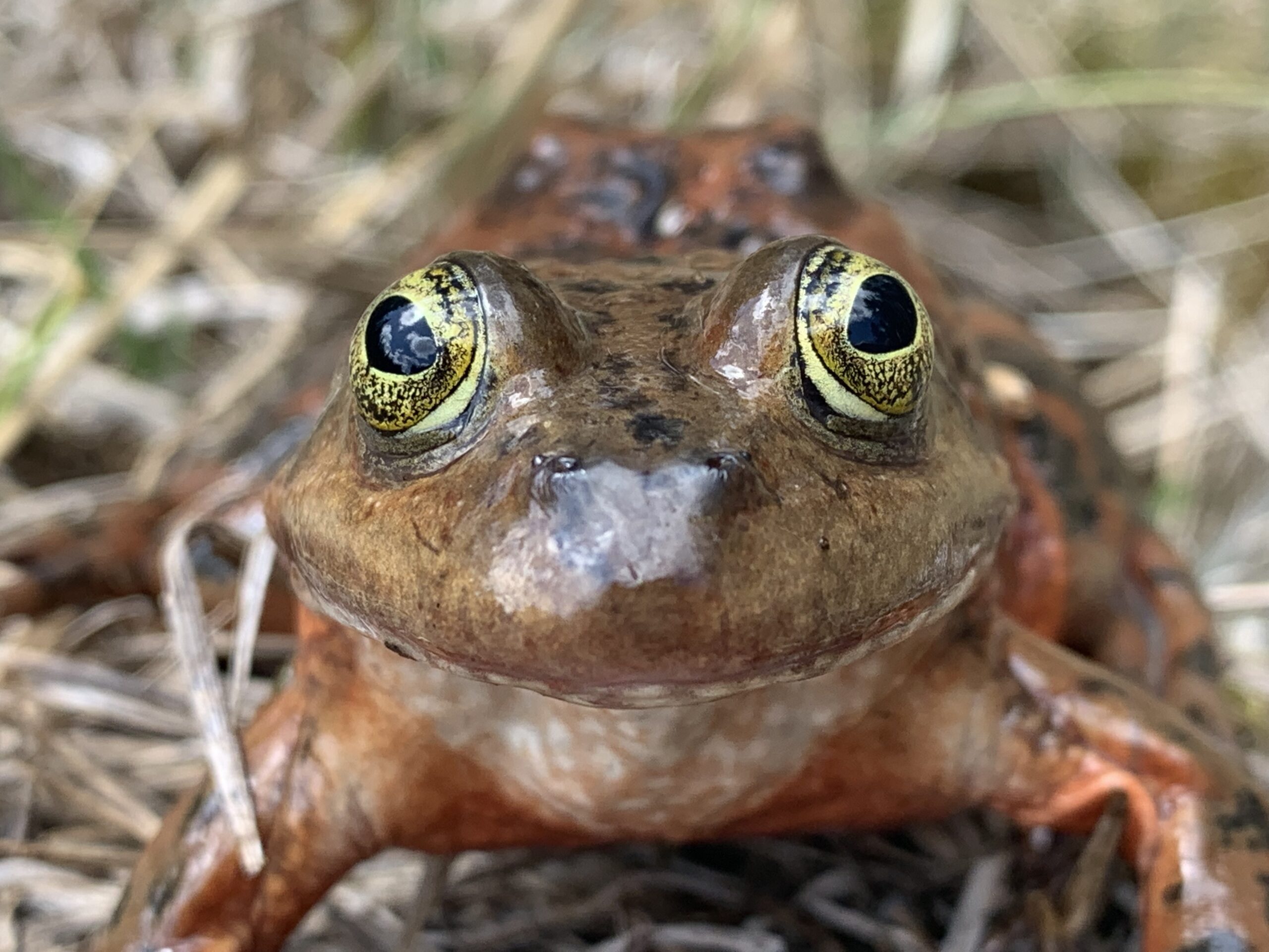 Oregon Spotted Frog by Marcus Rehrman