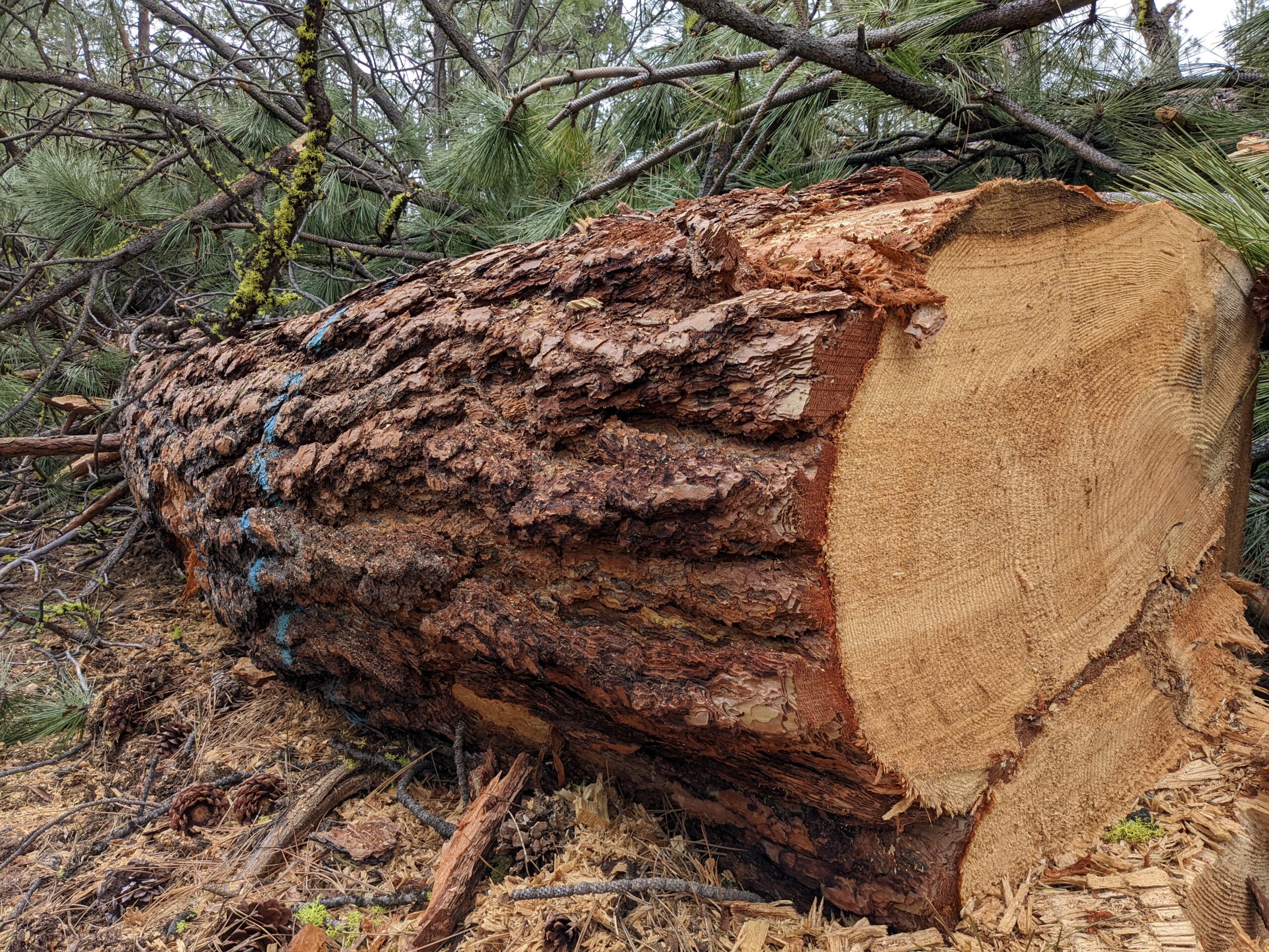 Logging on Phil's Trail near Bend, Oregon