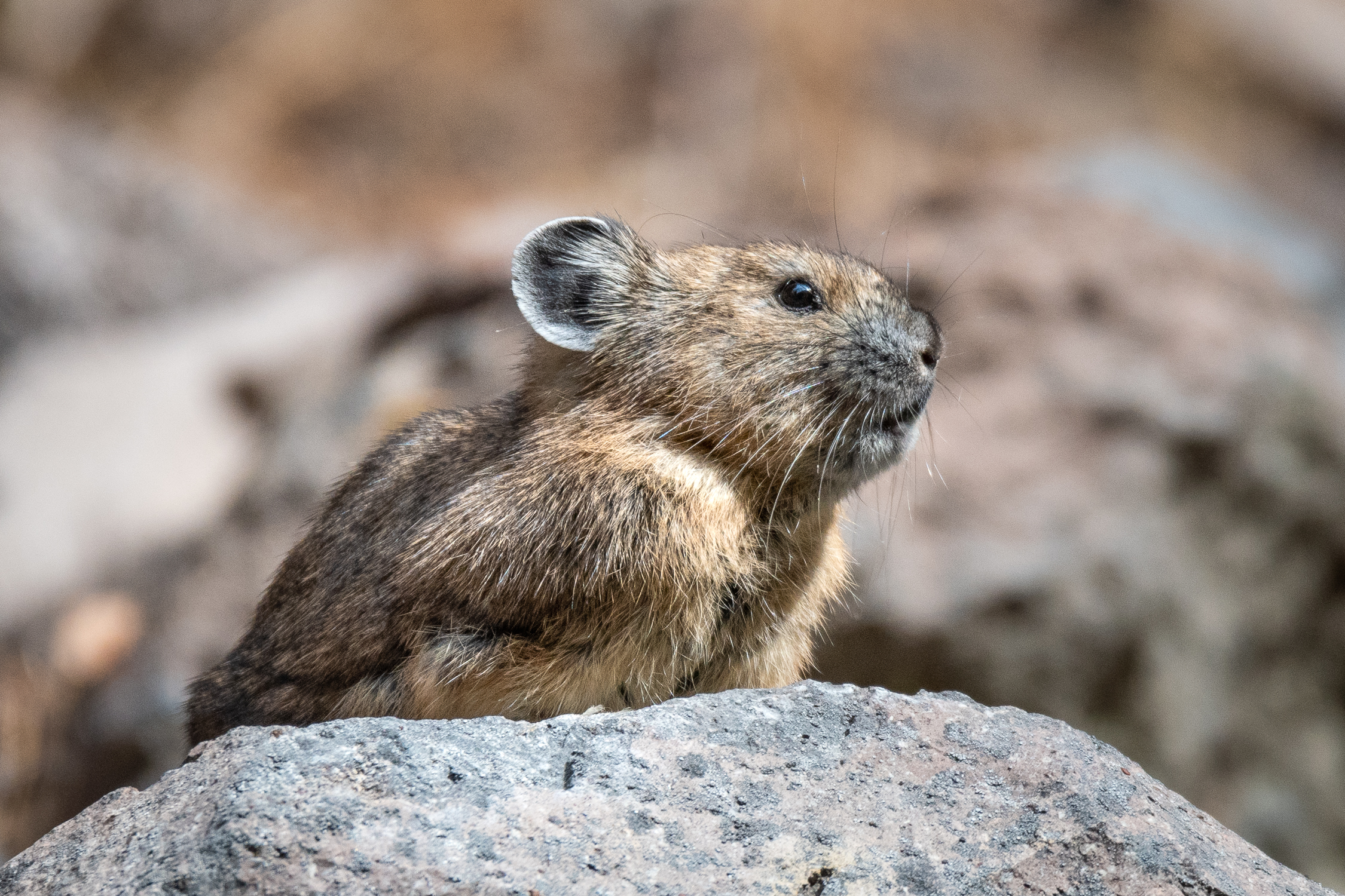 American pika at Tamanawas Falls Oregon by Linda Steider