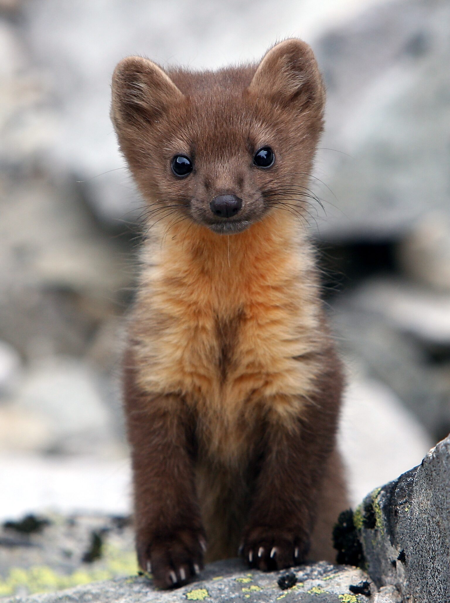 Pine marten by Steve Slocomb