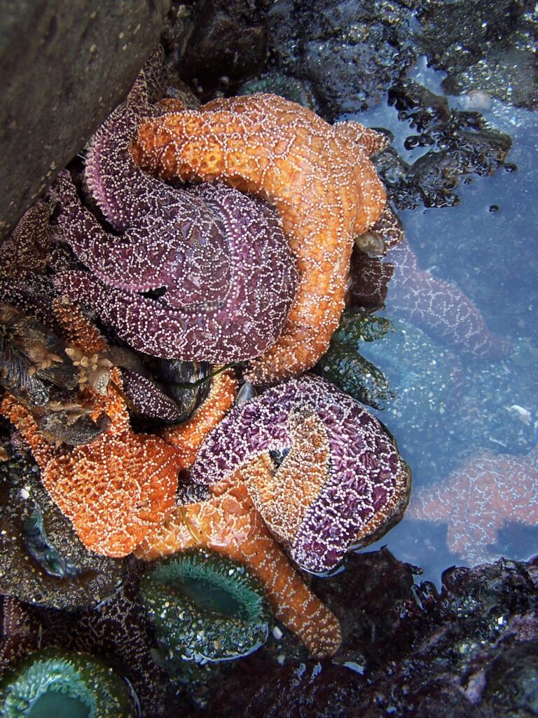 Ochre Sea Star