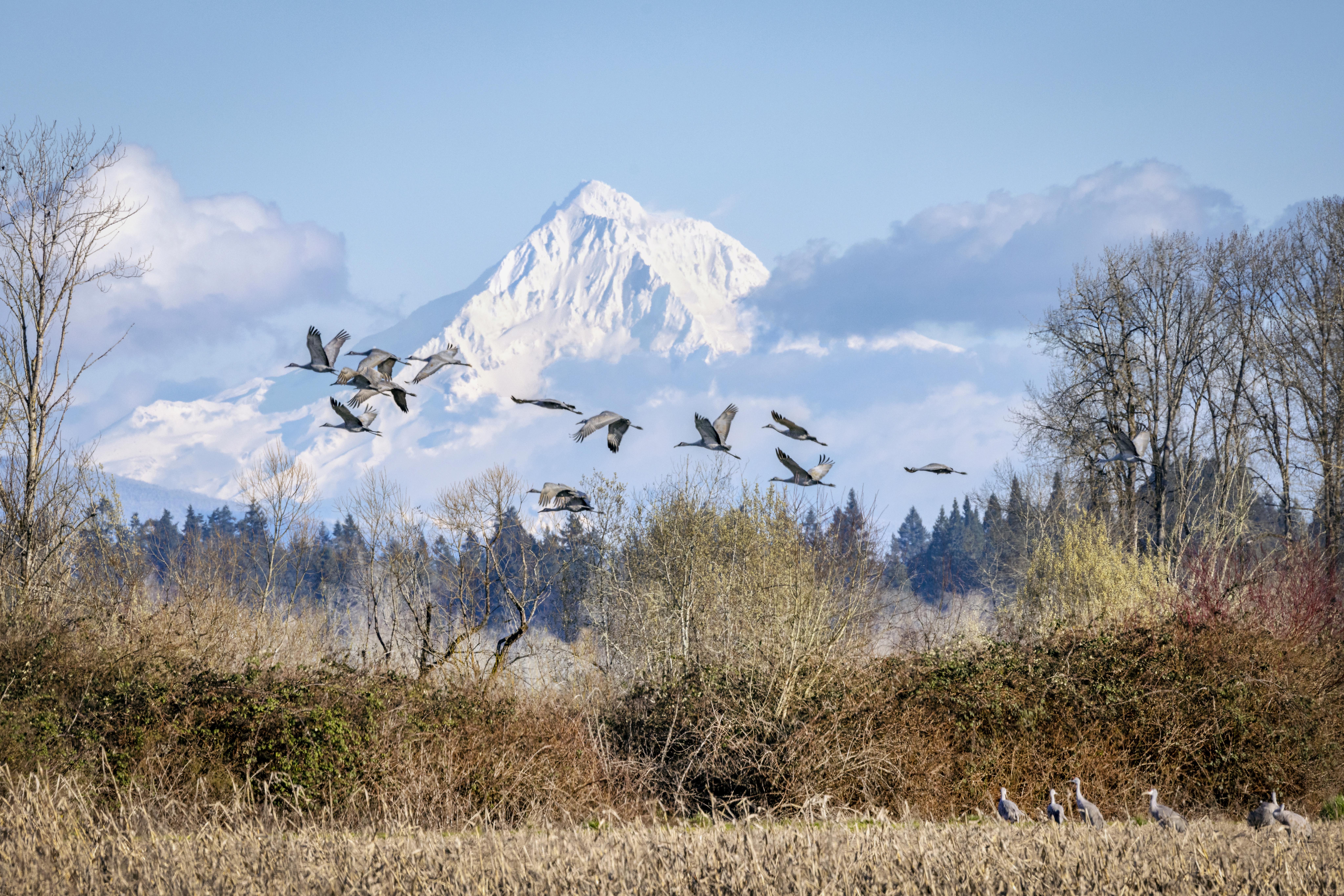 Sauvie Island by Gary Grossman