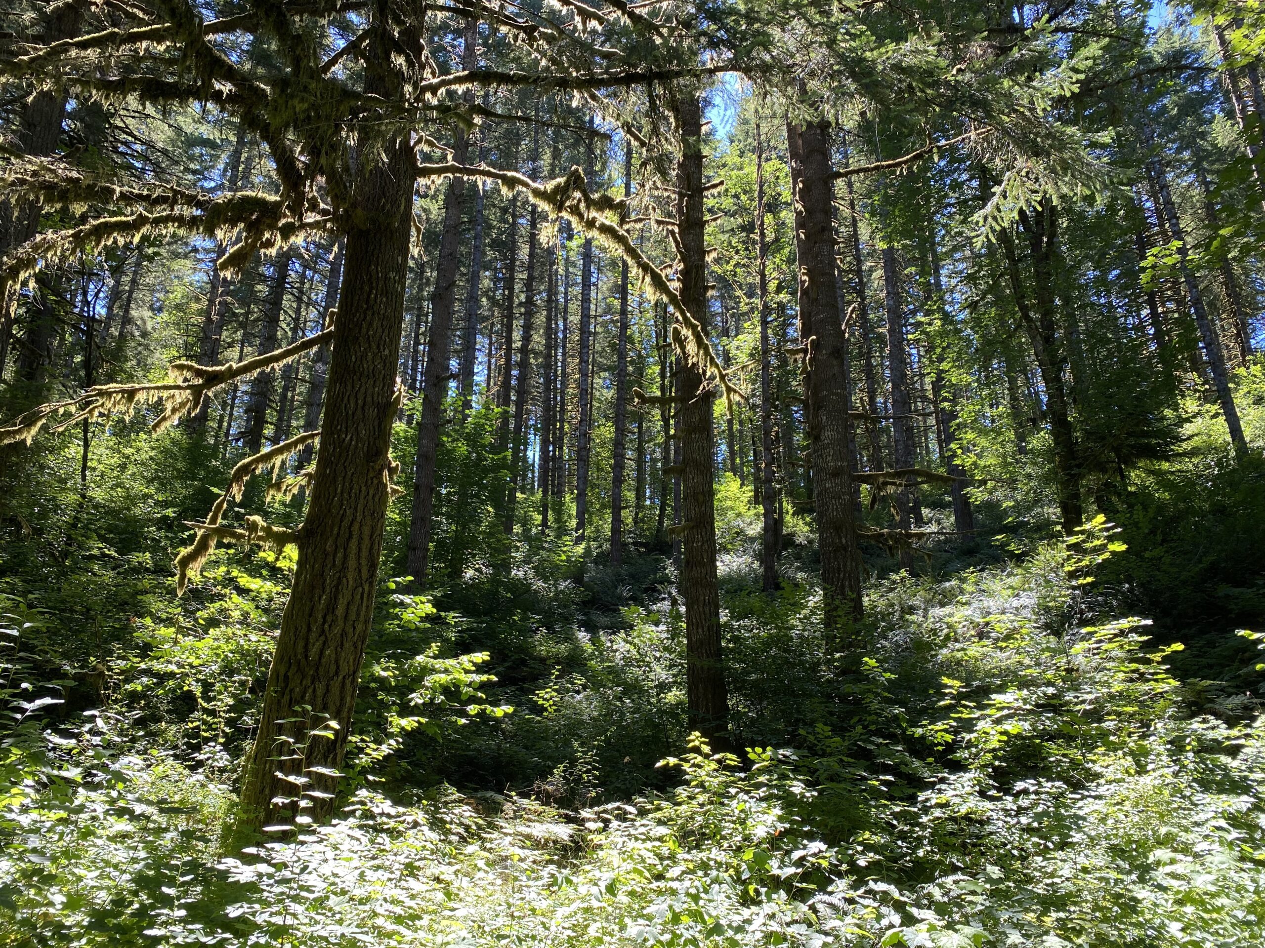 Large, well-spaced trees rise up from a green understory in the Siuslaw HLB logging project that was found illegal