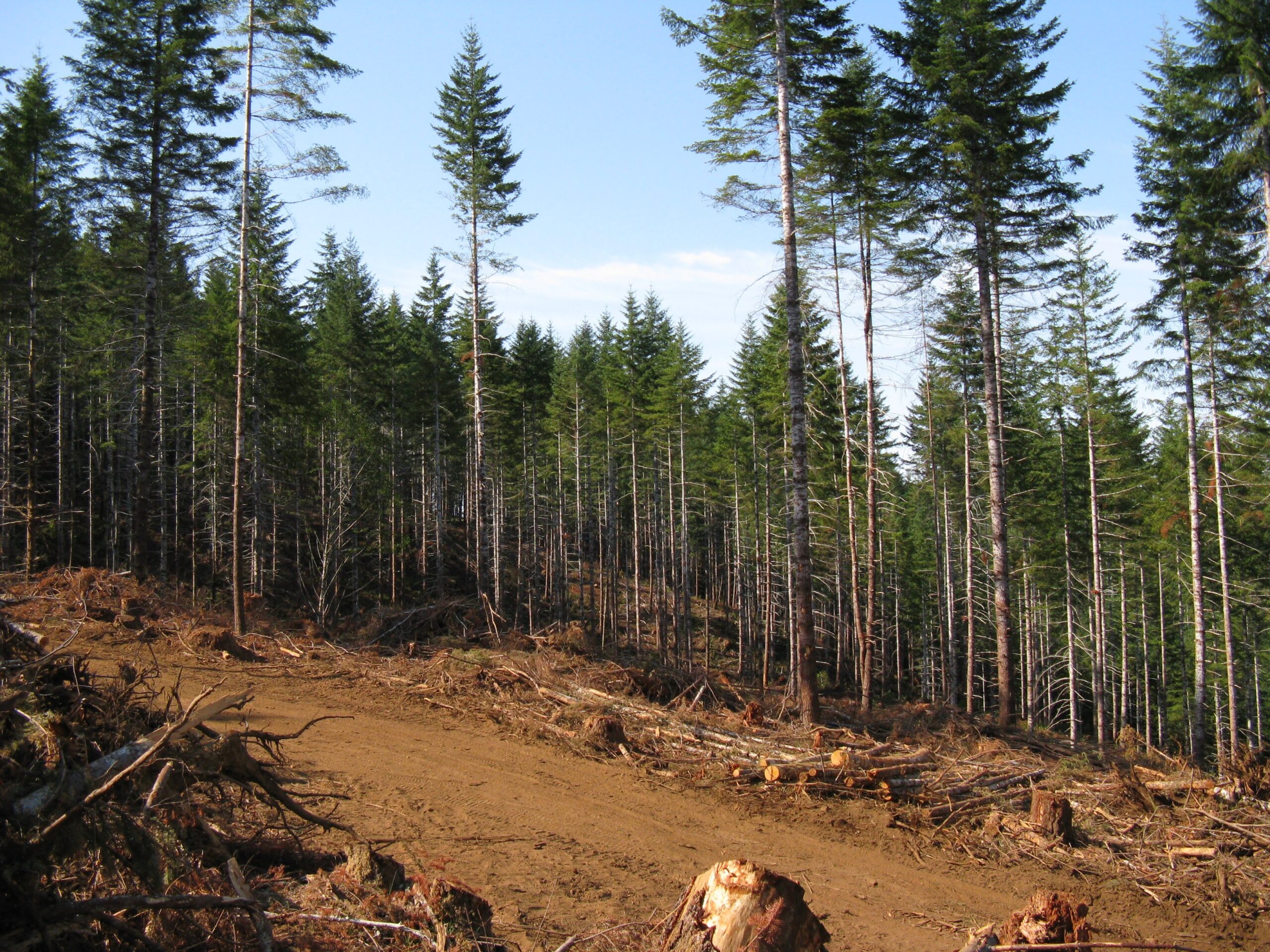 Thinning in Siuslaw National Forest