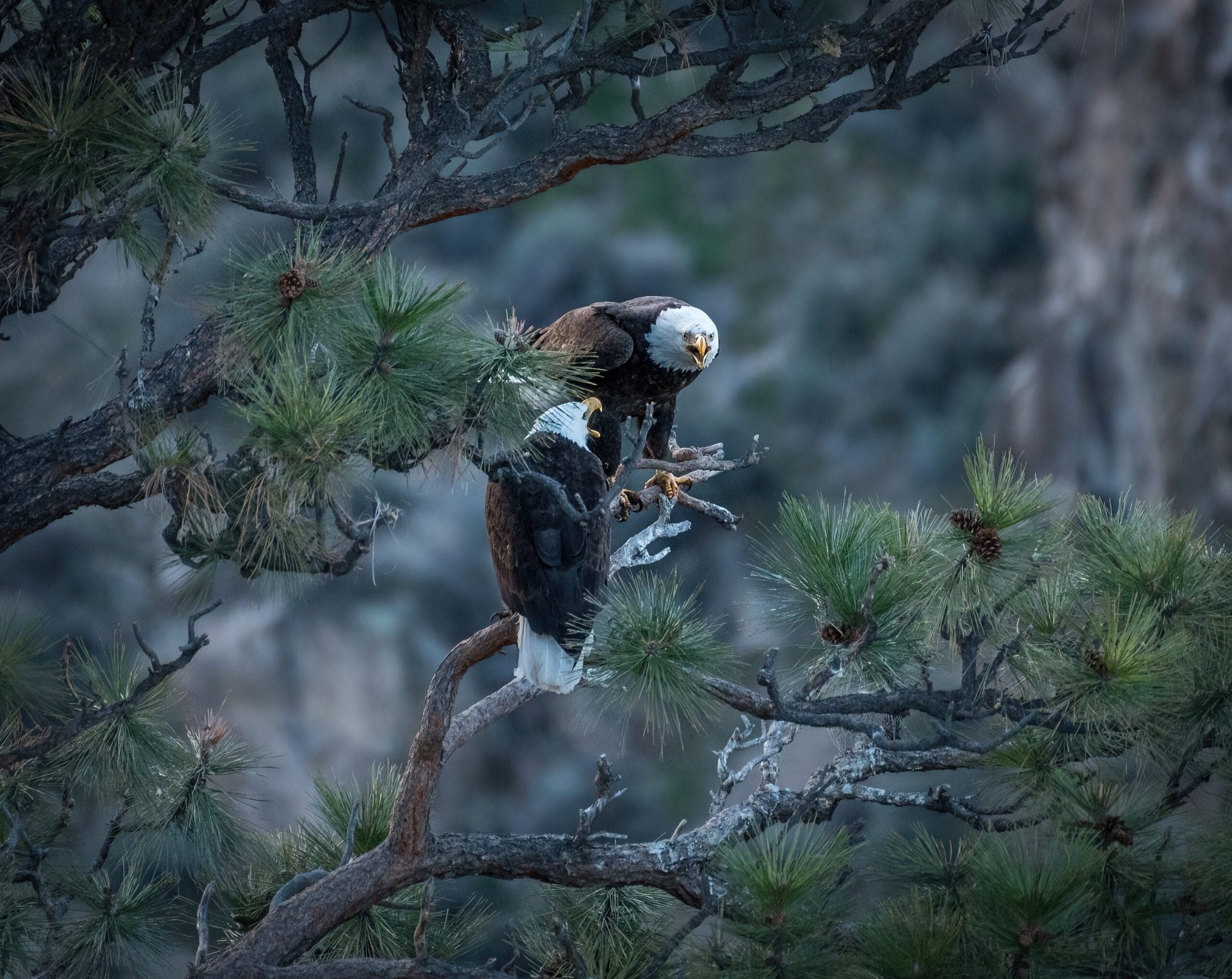 Bald eagles in Smith Rock State Park by Matt Oliphant
