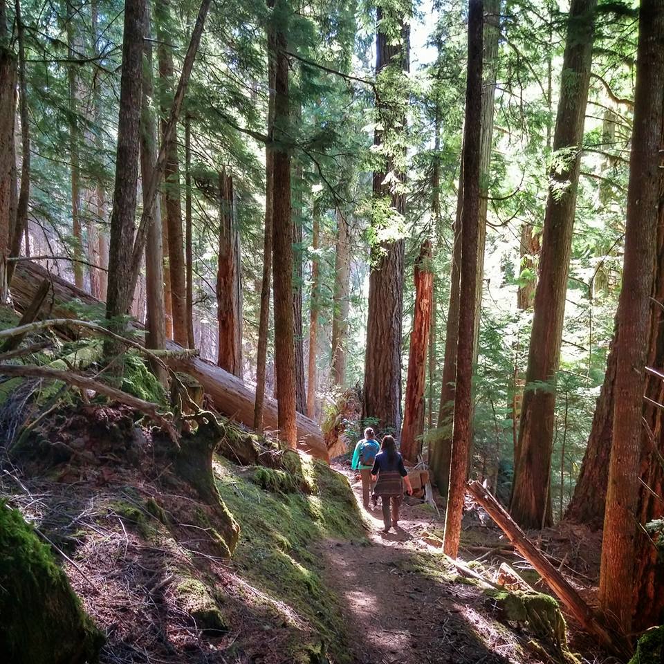 Middle Fork Willamette Trail by Jen Dragovich