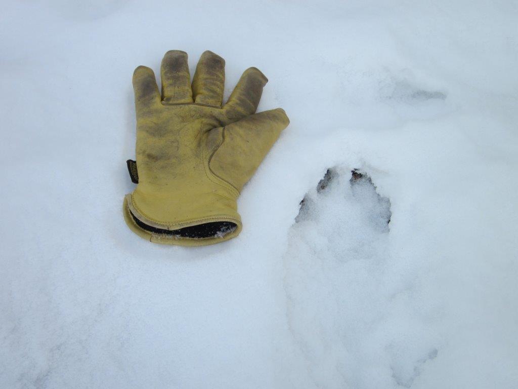 Wolf Track by Wally Sikes