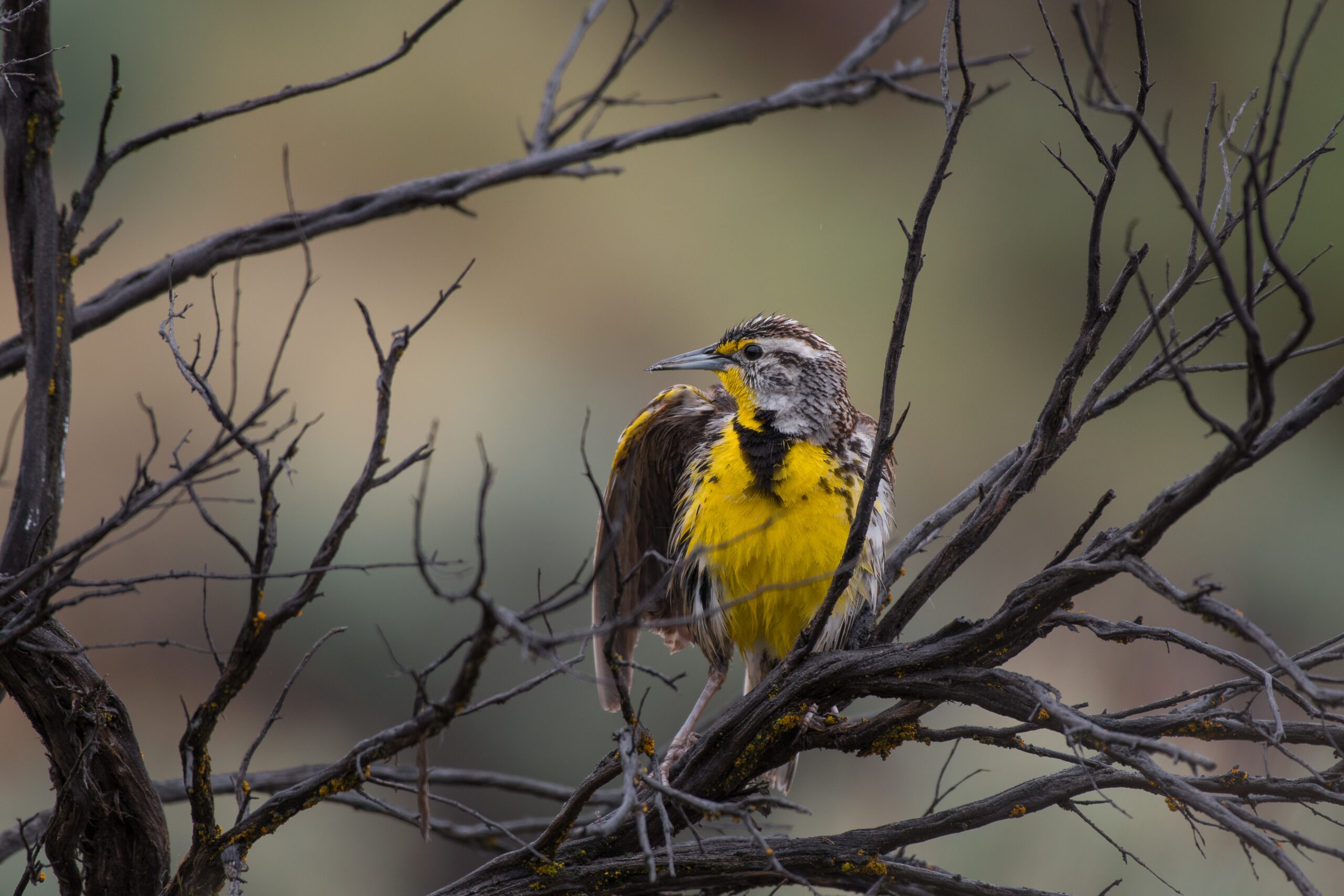 Western Meadowlark by Tara Lemezis