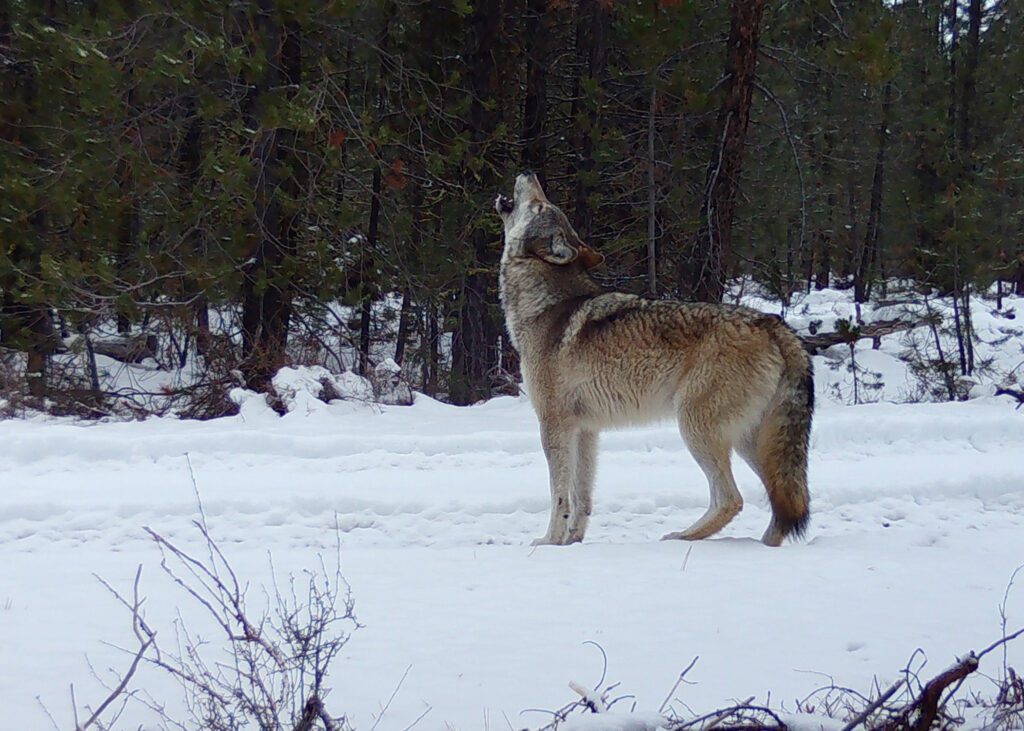 New Oregon Wolf Report Shows Population Growth After Years of Stagnation