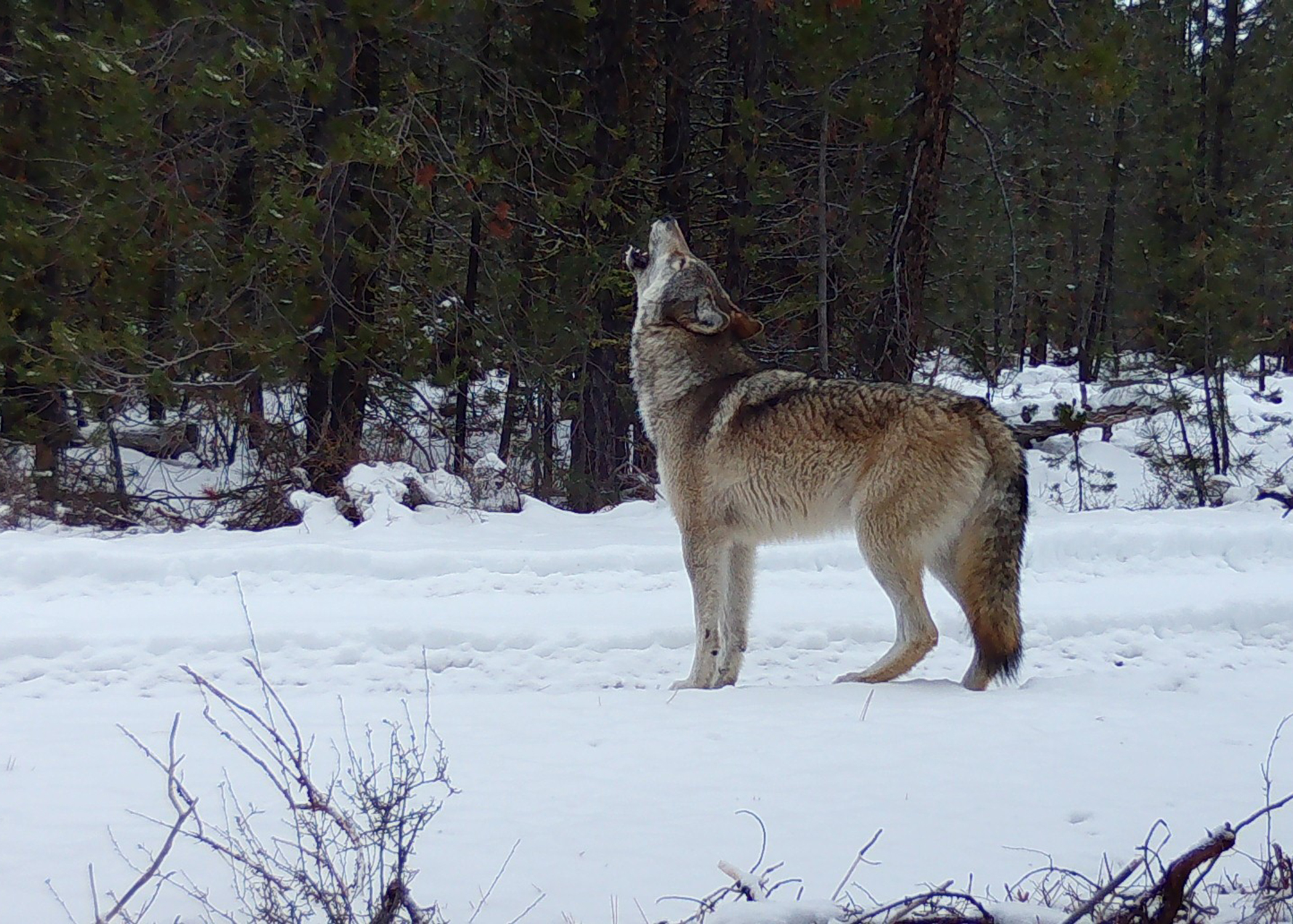 The breeding female of the new Yamsay Mountain Pack howls in front of a trail camera in the Winema National Forest.