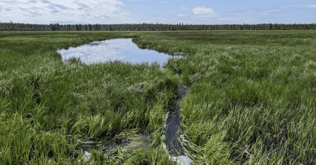 Oregon Spotted Frog Gets a Lifeline as Court Questions Grazing Practices