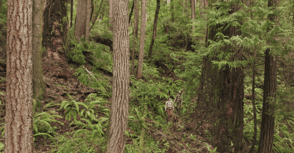 Conservationists Challenge BLM Clearcut of Endangered Species Habitat