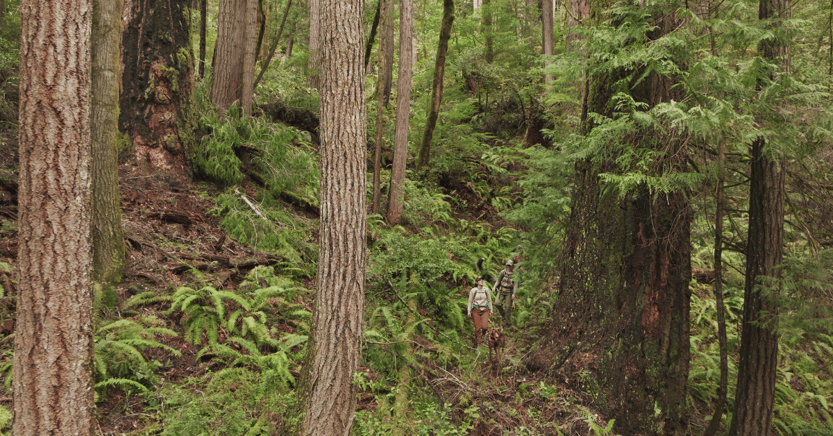 Big Weekly Elk Project by Cascadia WildCATs Volunteer