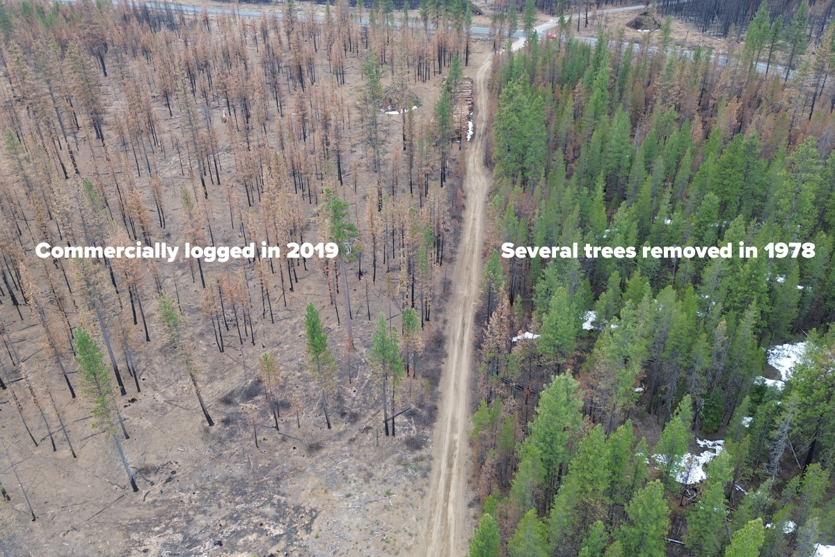 An aerial image of the Little Lava Fire burn area showing that a commercially logged forest burned much hotter than an adjacent, mostly unlogged one.