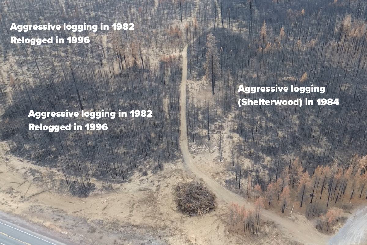 An aerial image of an aggressively logged forest that burned with high severity in the Little Lava fire