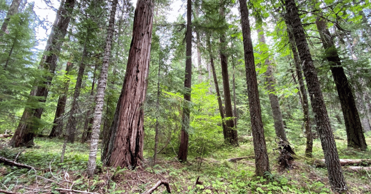 Northern Spotted Owl Habitat Youngs Rock Rigdon by Doug Heiken