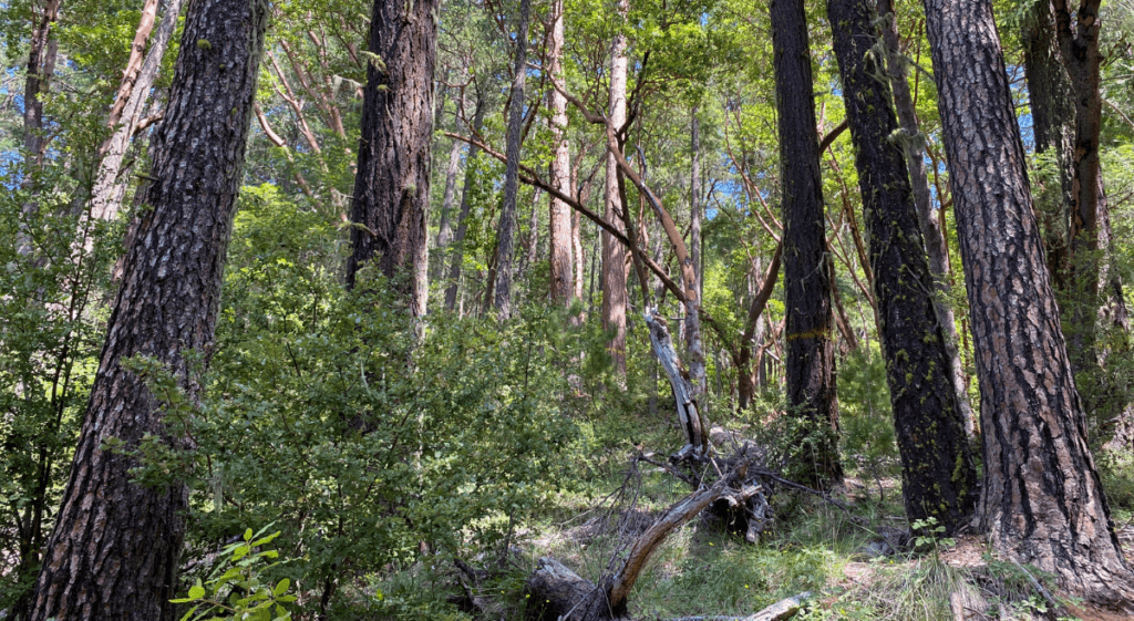Court Protects Old-Growth Reserves from Fed’s Logging Scheme