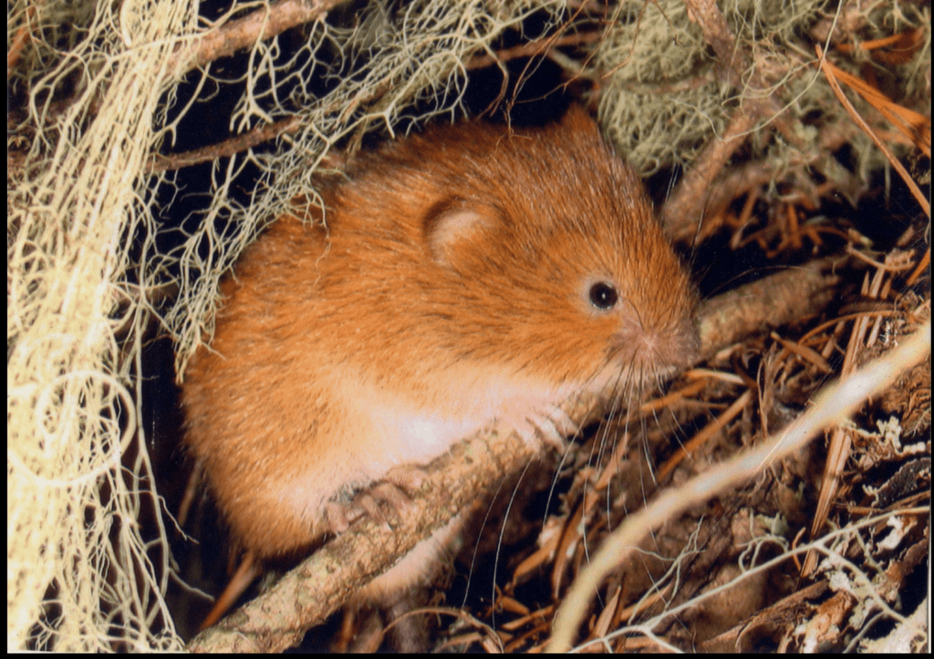 Red Tree Vole