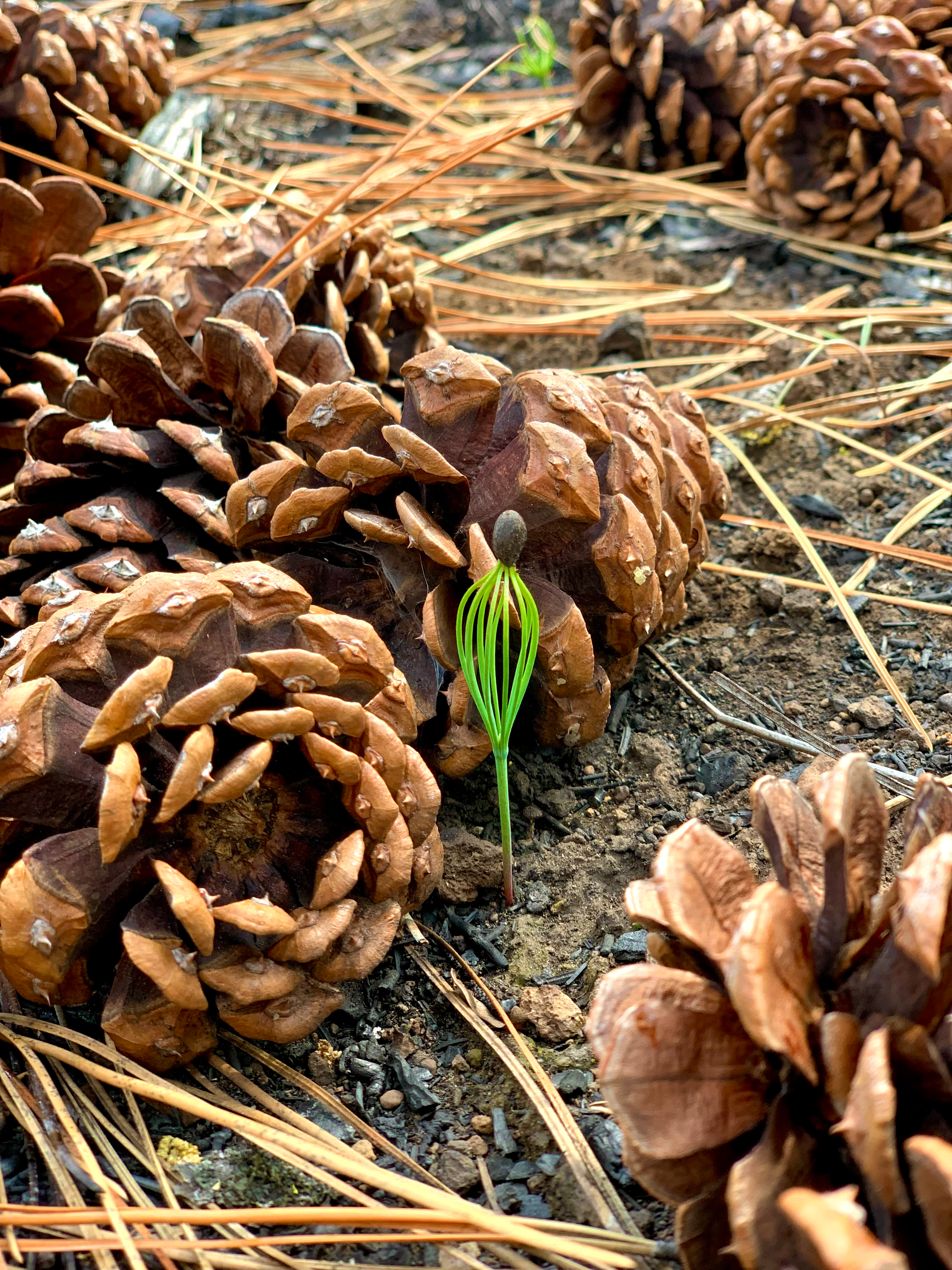 Camp Sherman Seedling by Robyn Midori