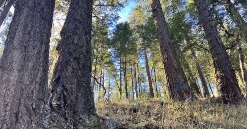 Groups Challenge BLM Commercial Logging in Conservation Reserve